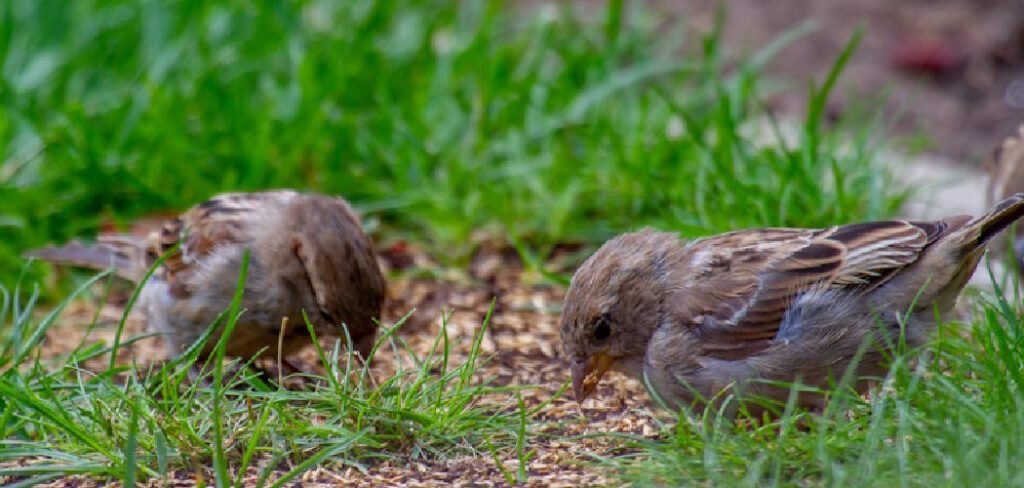 How to Protect New Grass Seed from Birds