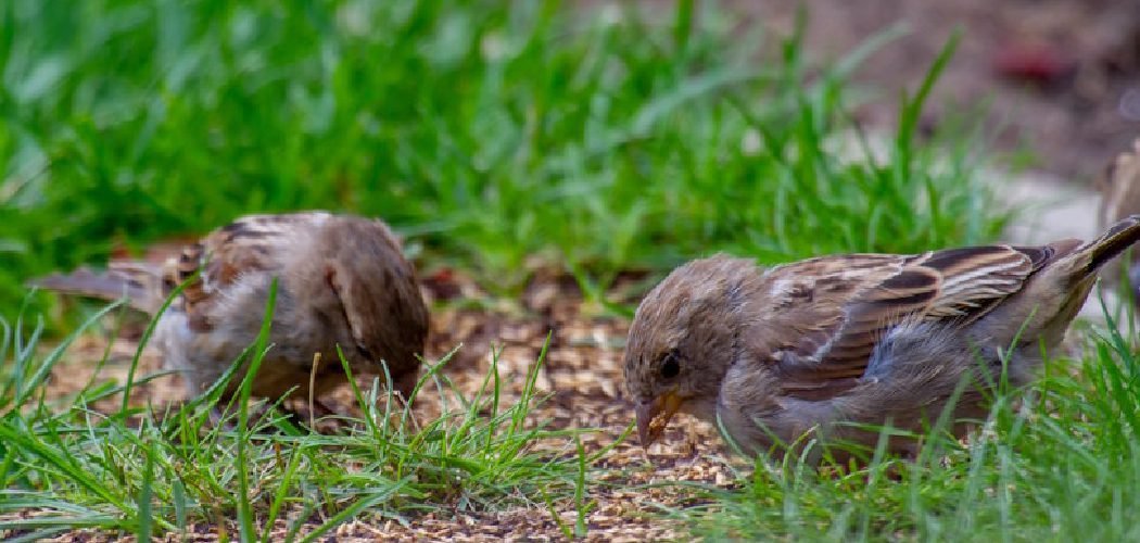 How to Protect New Grass Seed from Birds