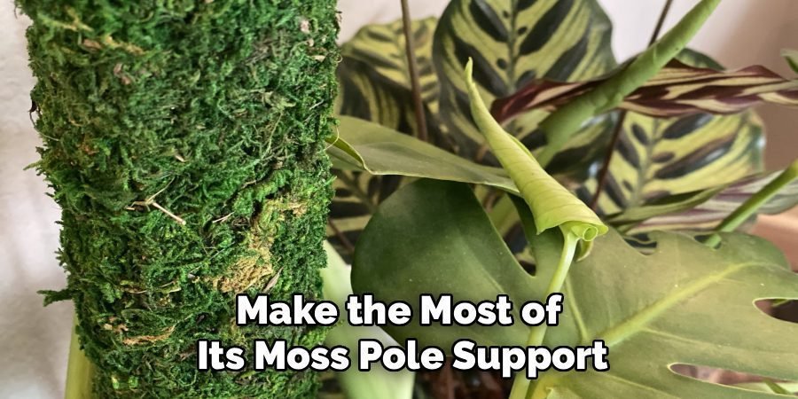 Make the Most of
Its Moss Pole Support