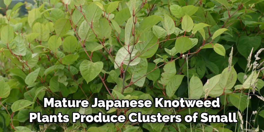 Mature Japanese Knotweed 
Plants Produce Clusters of Small