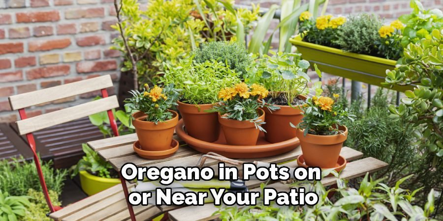 Oregano in Pots on 
or Near Your Patio