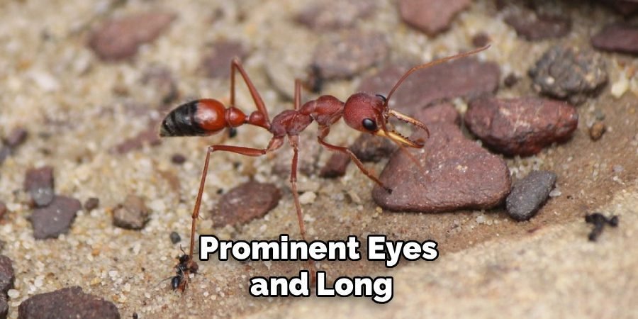 Prominent Eyes
and Long