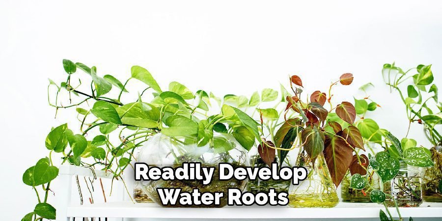 Readily Develop 
Water Roots