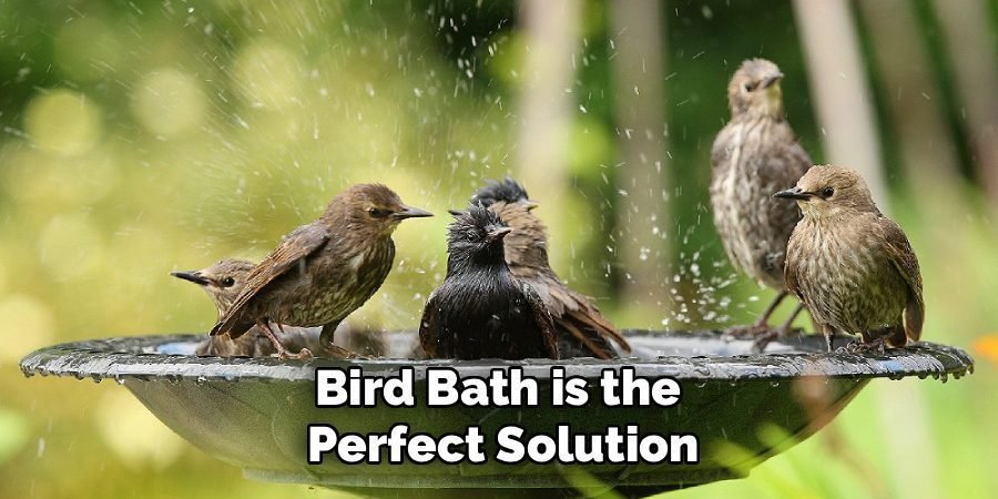 Bird Bath is the
Perfect Solution