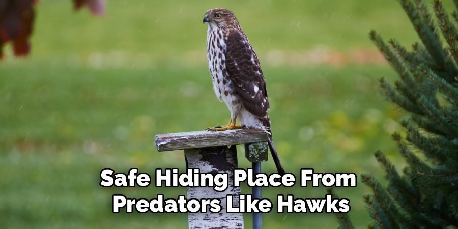 Safe Hiding Place From
Predators Like Hawks