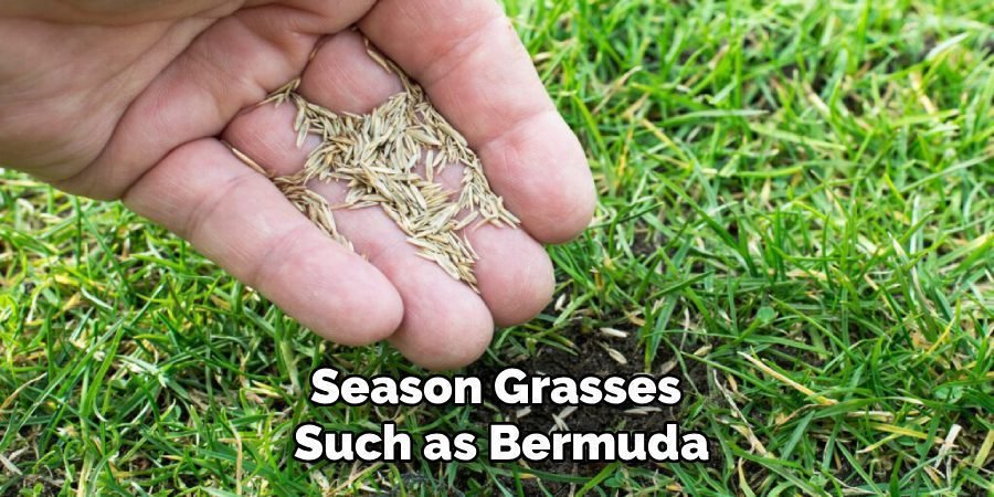 Season Grasses 
Such as Bermuda