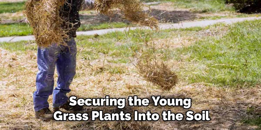 Securing the Young 
Grass Plants Into the Soil