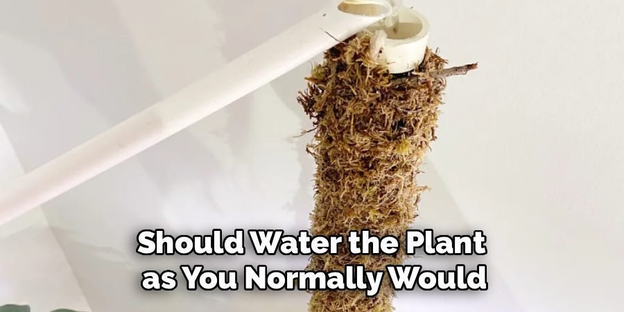 Should Water the Plant
as You Normally Would