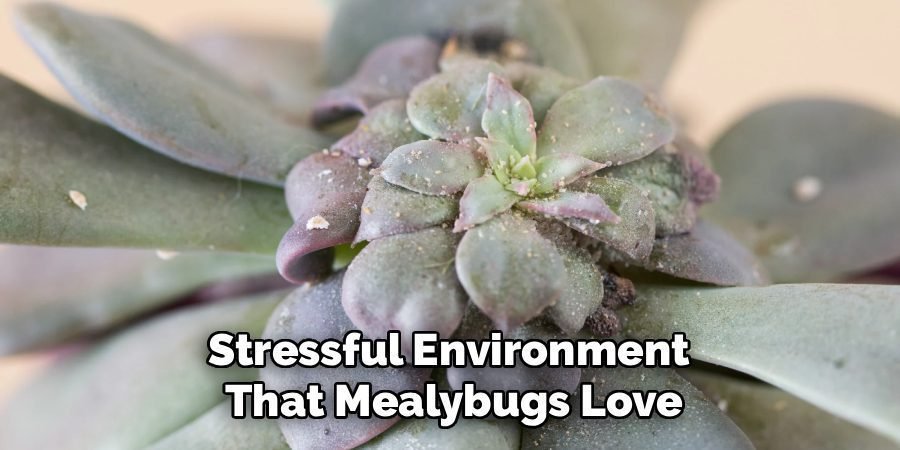 Stressful Environment
That Mealybugs Love