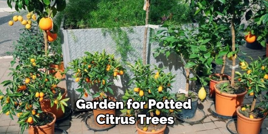 Garden for Potted
Citrus Trees