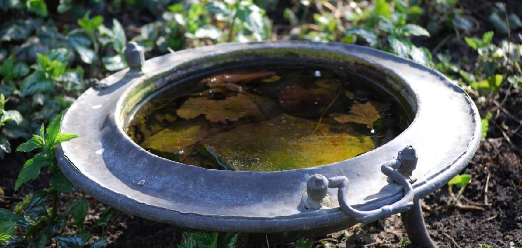 How To Keep Mosquitoes Out Of Bird Bath