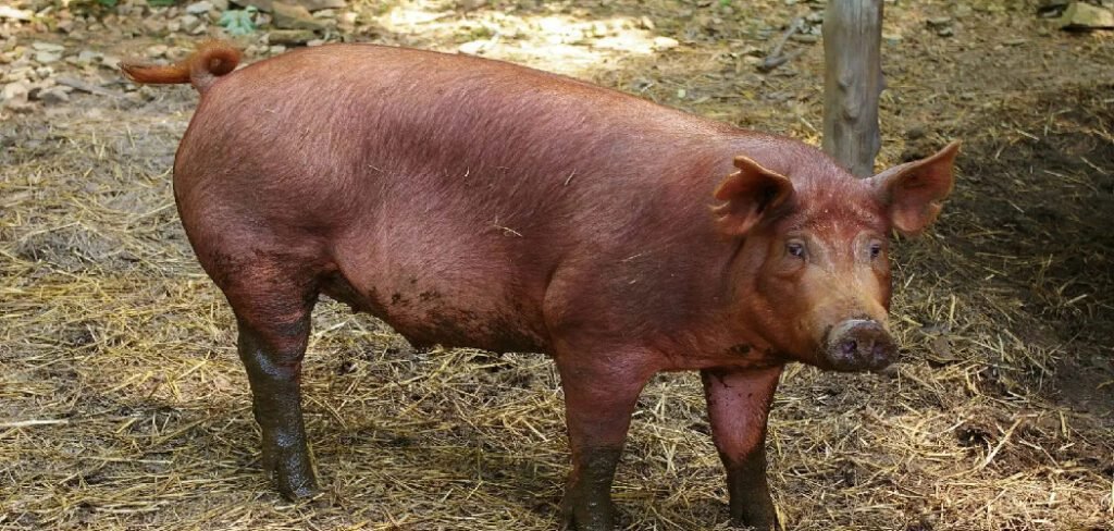 How To Keep Wild Hogs Out of Your Yard