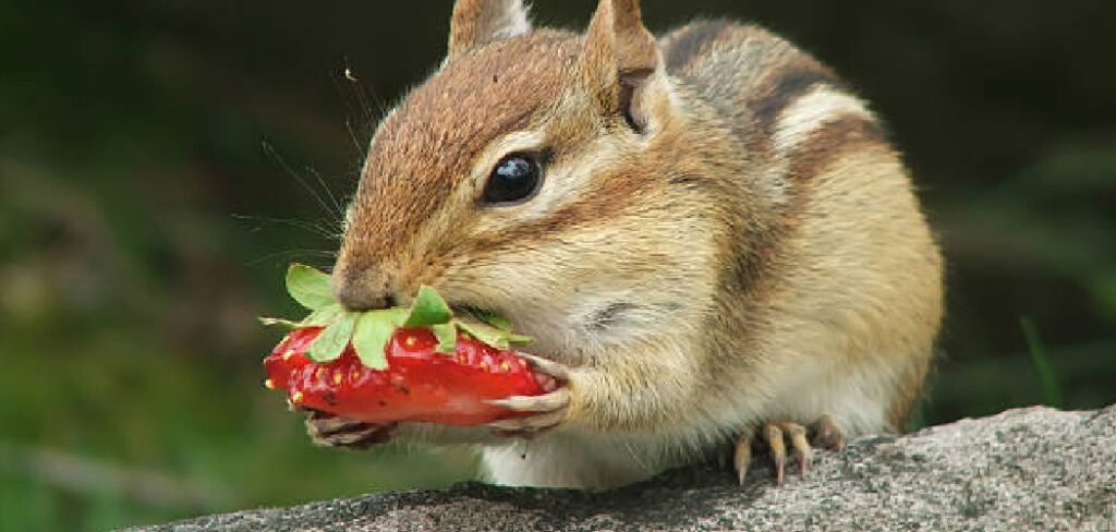 How to Keep Chipmunks Out of Strawberries