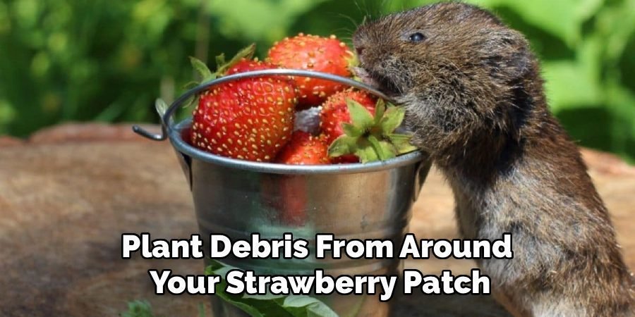 Plant Debris From Around
Your Strawberry Patch