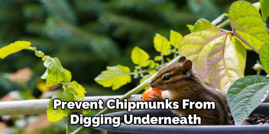 Prevent Chipmunks From
Digging Underneath