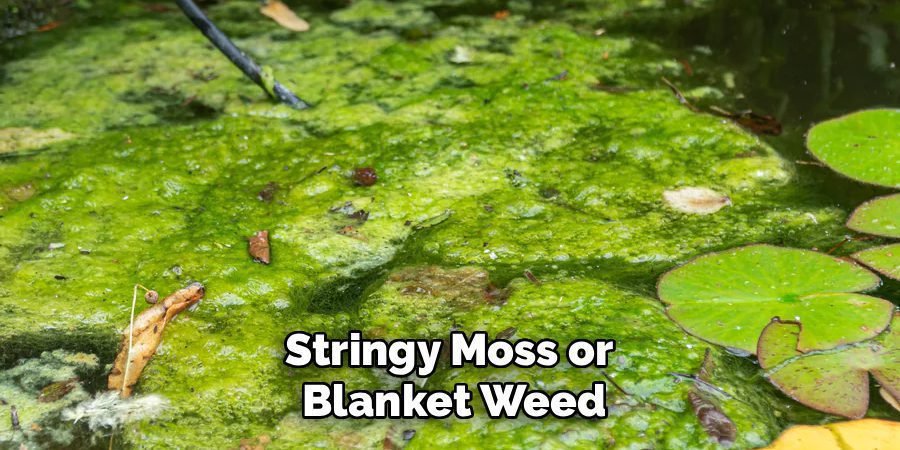 Stringy Moss or 
Blanket Weed