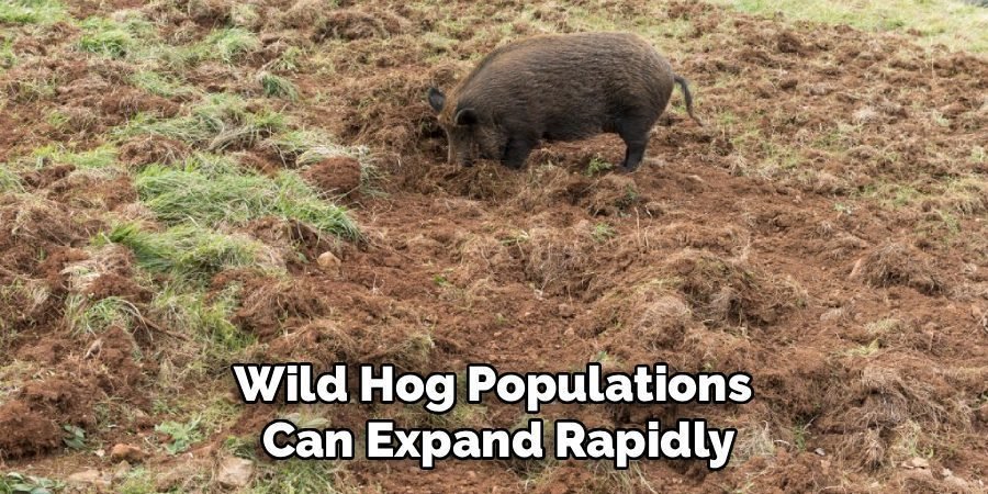 Wild Hog Populations 
Can Expand Rapidly