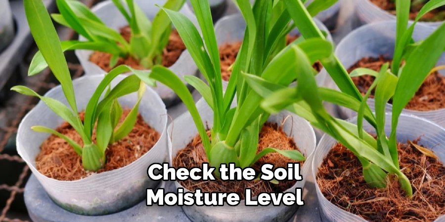 Check the Soil Moisture Level