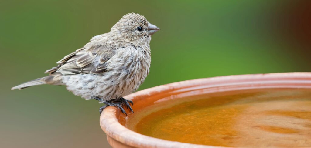 How to Make a Bird Bath from Clay Pots