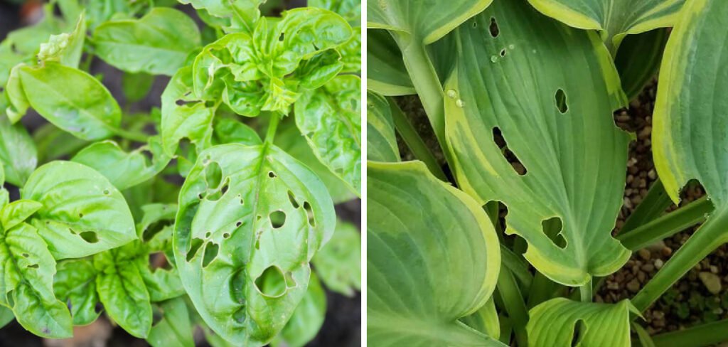 How to Prevent Holes in Hosta Leaves