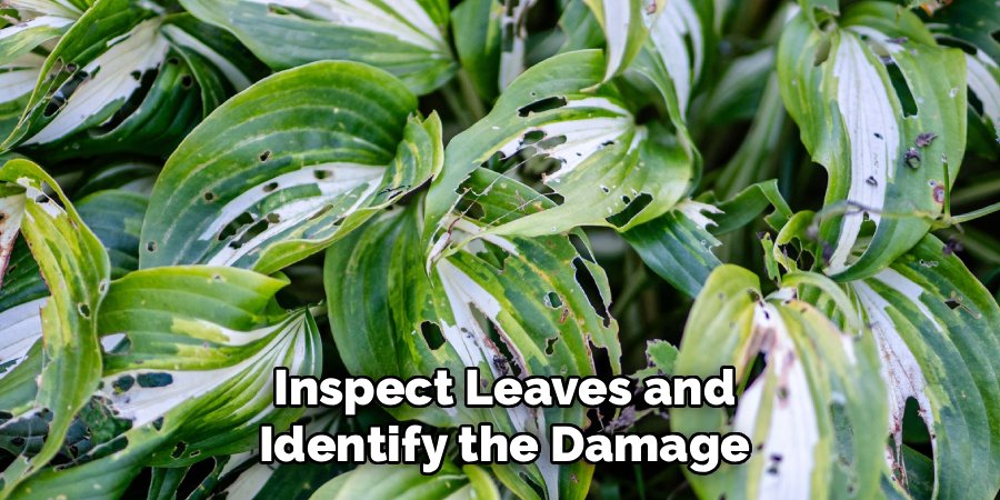 Inspect Leaves and Identify the Damage