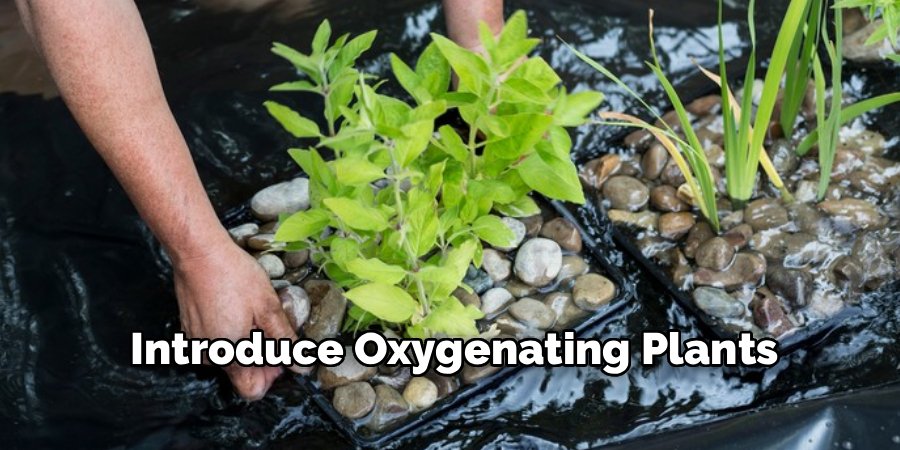 Introduce Oxygenating Plants