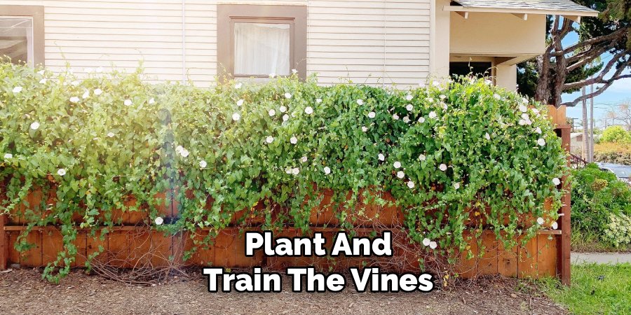 Plant And Train The Vines