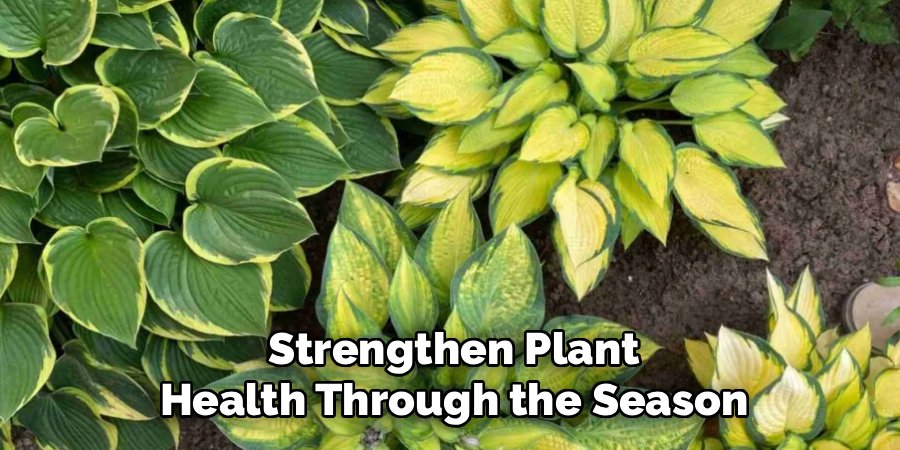 Strengthen Plant Health Through the Season